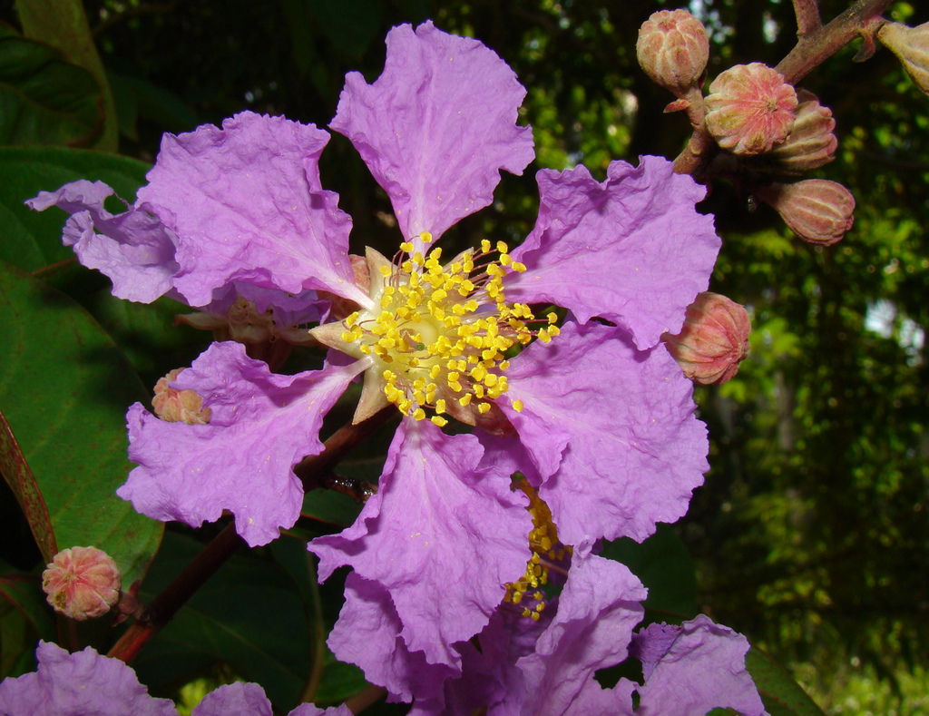 درختچه توری ملکه